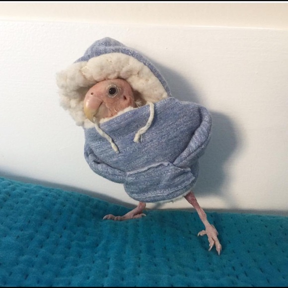 Meet your Posher, Victoria - Picture 1 of 1